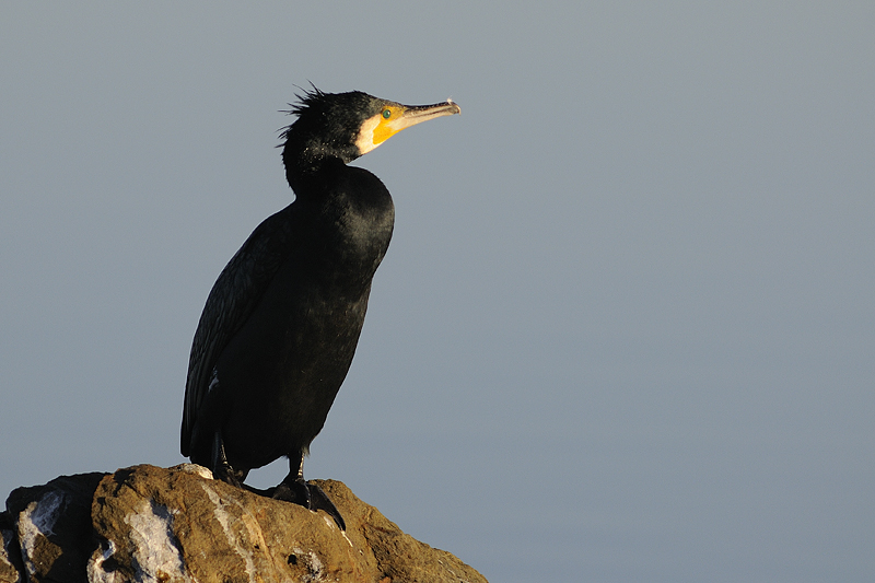 cormorano_MAU8824.jpg